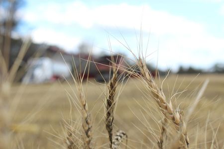 Colheita de trigo em Moree, Austrália