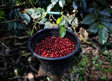 Colheita de café arábica em Pangalengan, Indonésia