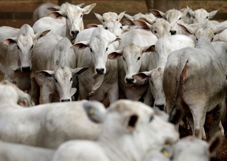 Criação de gado em Paulínia (SP)