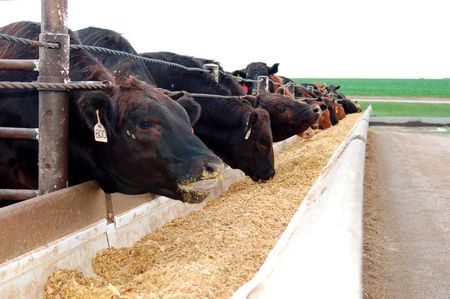Produção de gado em Morris, Minnesota Produção de gado em Morris, Minnesota
