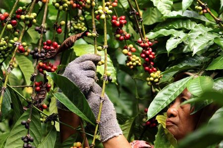 Colheita de café robusta em Banyuwangi, Indonésia