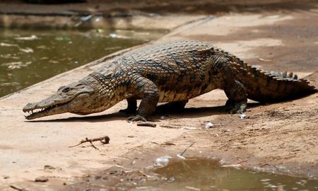 Crocodilo recuperado após fugir de criadouro na África do Sul Crocodilo recuperado após fugir de criadouro na África do Sul