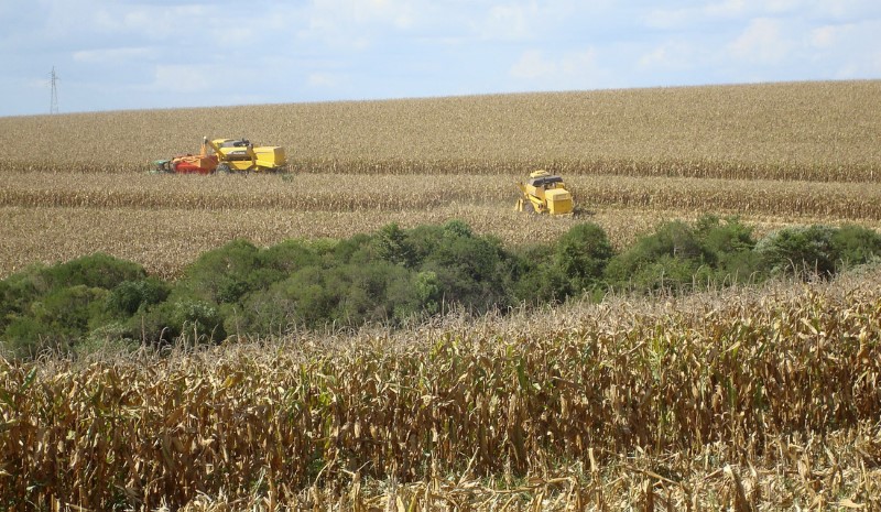 Produtores colhendo milho no estado de Santa Catarina, sul do Brasil.