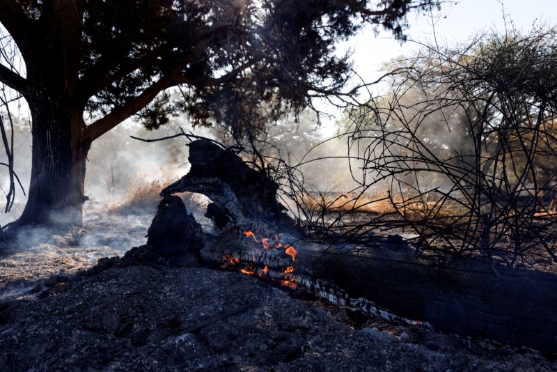 Árvore em chamas após palestinos em Gaza lançaram balões incendiários sobre a fronteira entre Gaza e Israel, perto de Nir Am