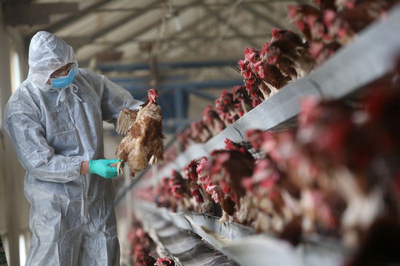 Fazenda de carne de frango, em Xiangyang, China.