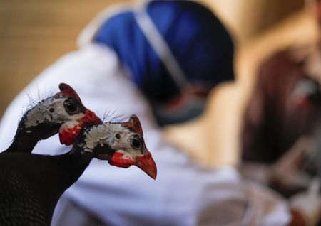 Espanha relata surto de gripe aviária altamente patogênica em granja, diz OIE