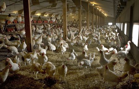 Frangos em fazenda avícola em Ruurlo, na Holanda