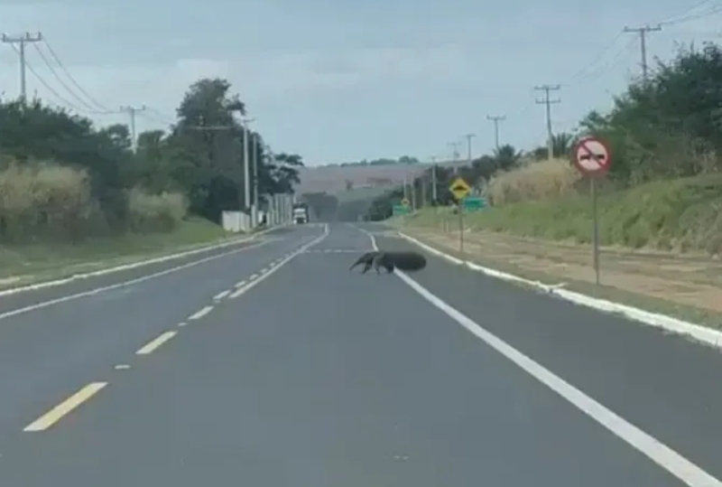 tamandua-atravessa-avenida tamandua-atravessa-avenida