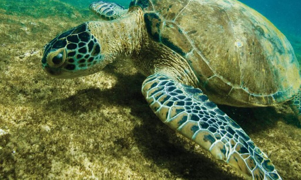 tartaruga-verde-extincao tartaruga-verde-extincao