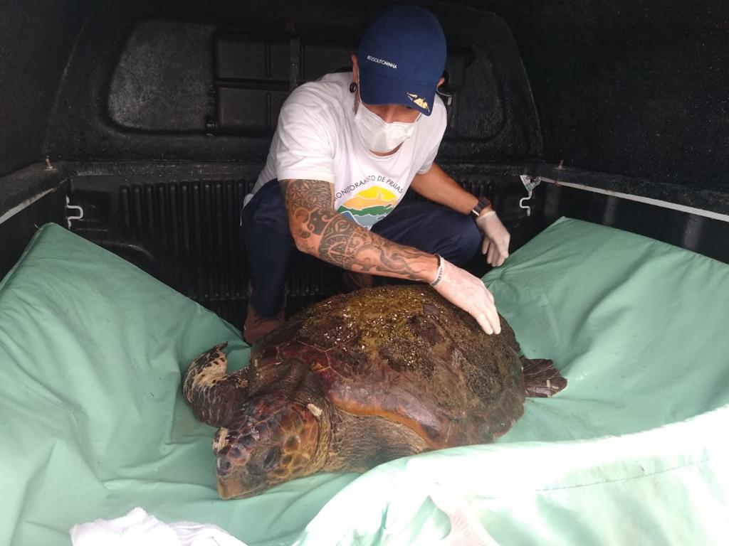 tartaruga