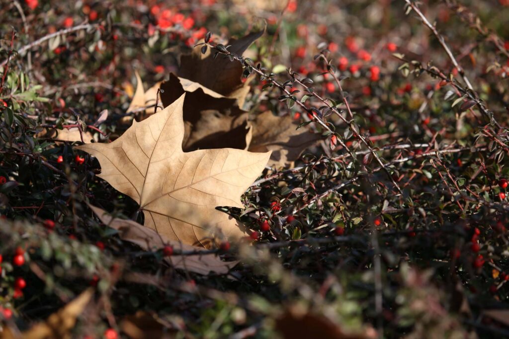 José Fernando Ogura/AEN