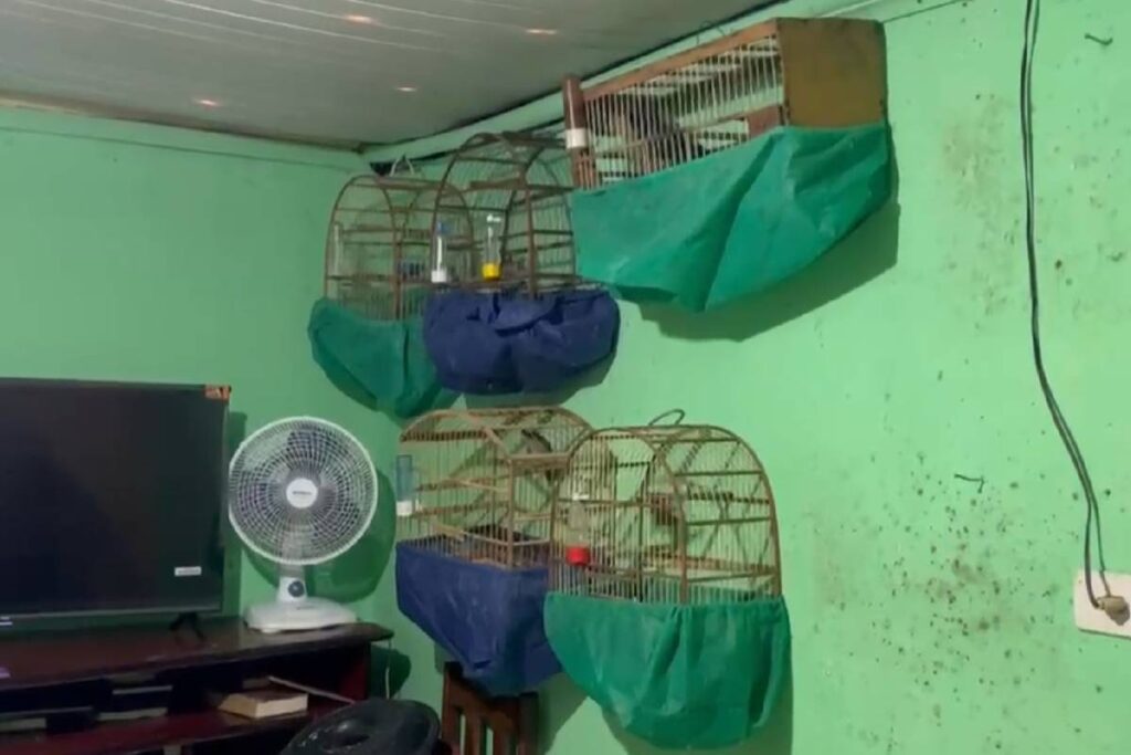 trafico-de-animais-prisao-curitiba
