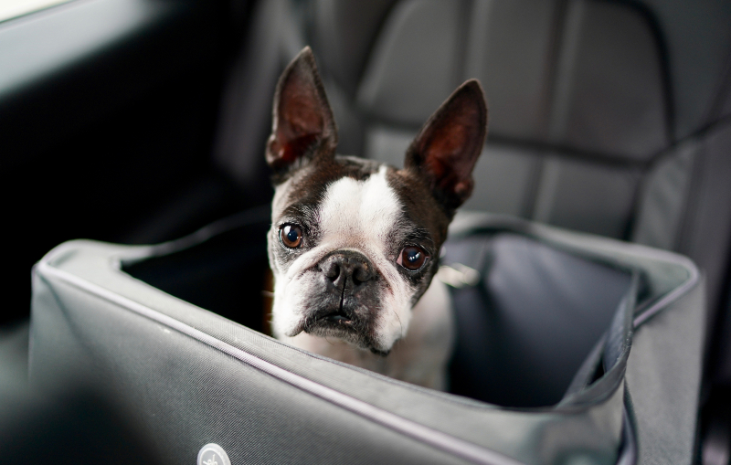transportar-pets-com-seguranca transportar-pets-com-seguranca