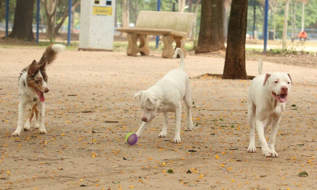 tutores_com_caes_no_parcao_espaco_exclusivo_para_cachorros_na_praca_ayrton_senna_do_brasil_rvsa_abr_103020210148-1