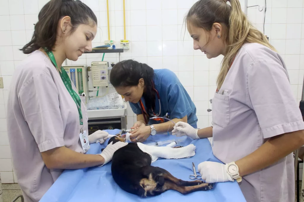 uelhospitalveterinario_010-scaled