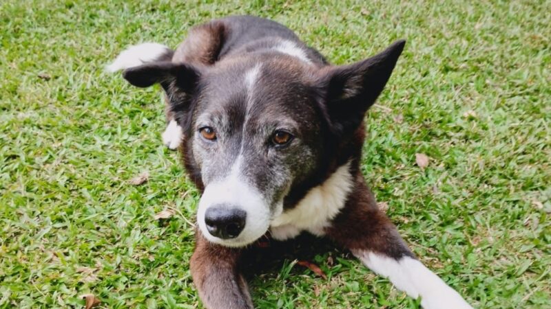 ufpr-acolhe-caes-e-gatos