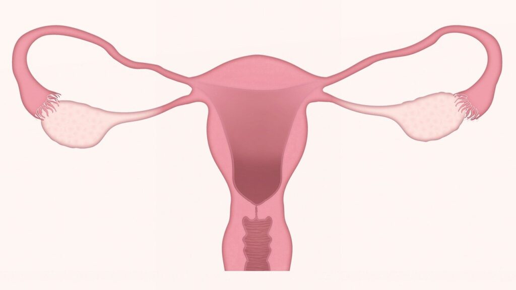 uterus-3777765_1280