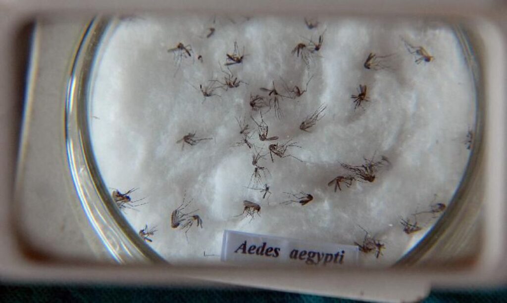 vacina-contra-dengue vacina-contra-dengue