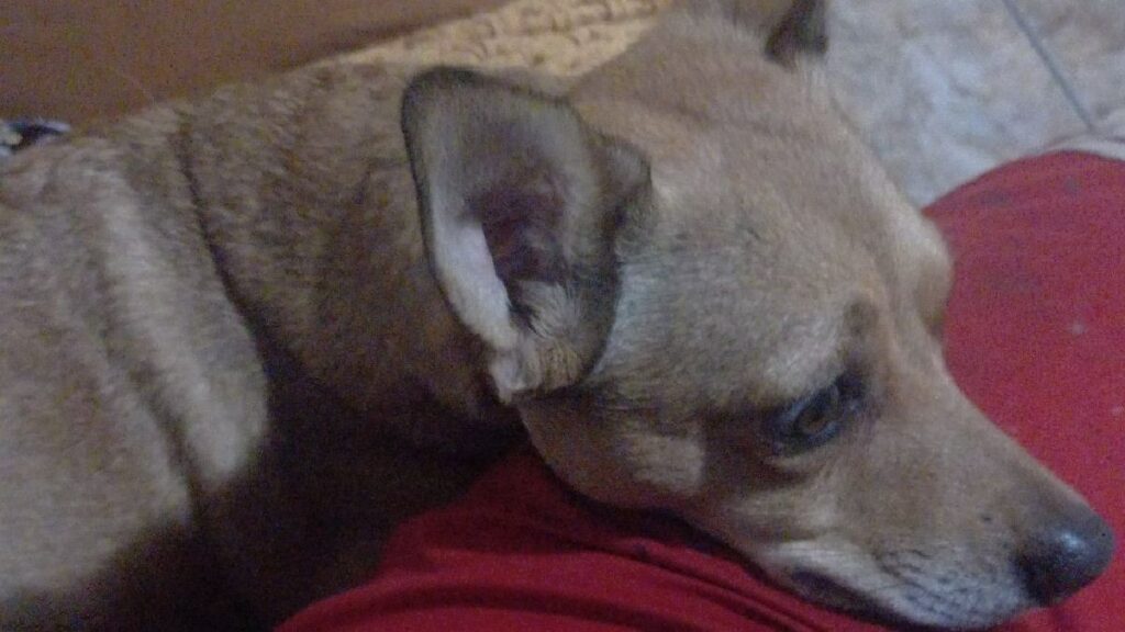 vereador morretes cachorra