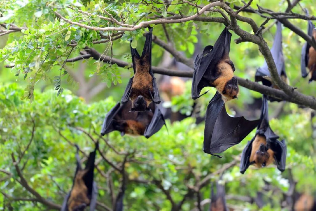 virus-nipah-transmissao virus-nipah-transmissao