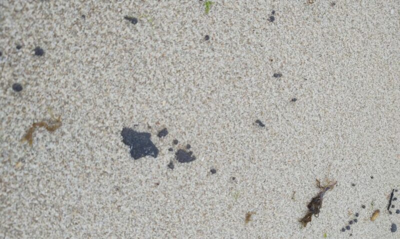 Manchas de óleo encontradas no litoral cearense