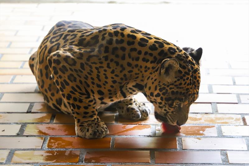 zoo-curitiba