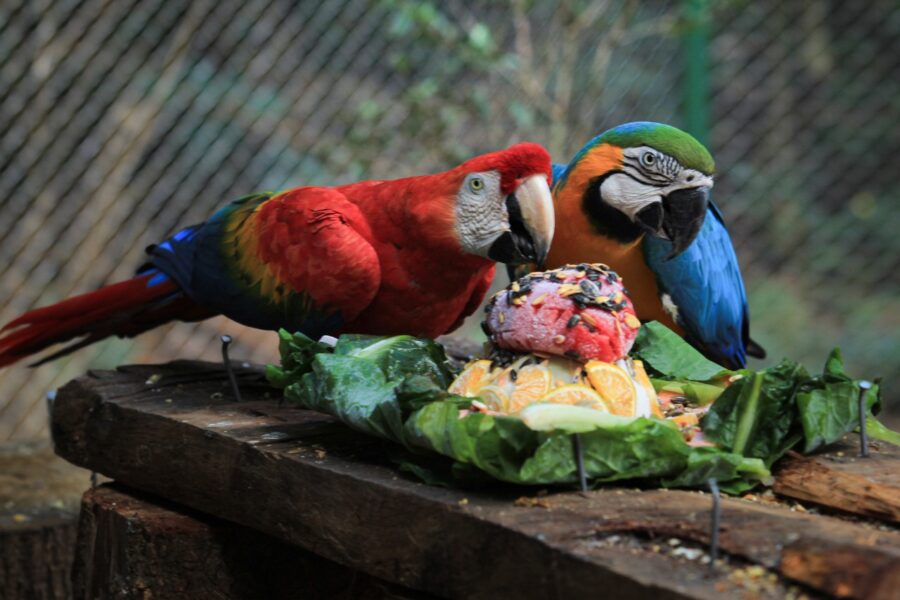 zoo-e1634589573599