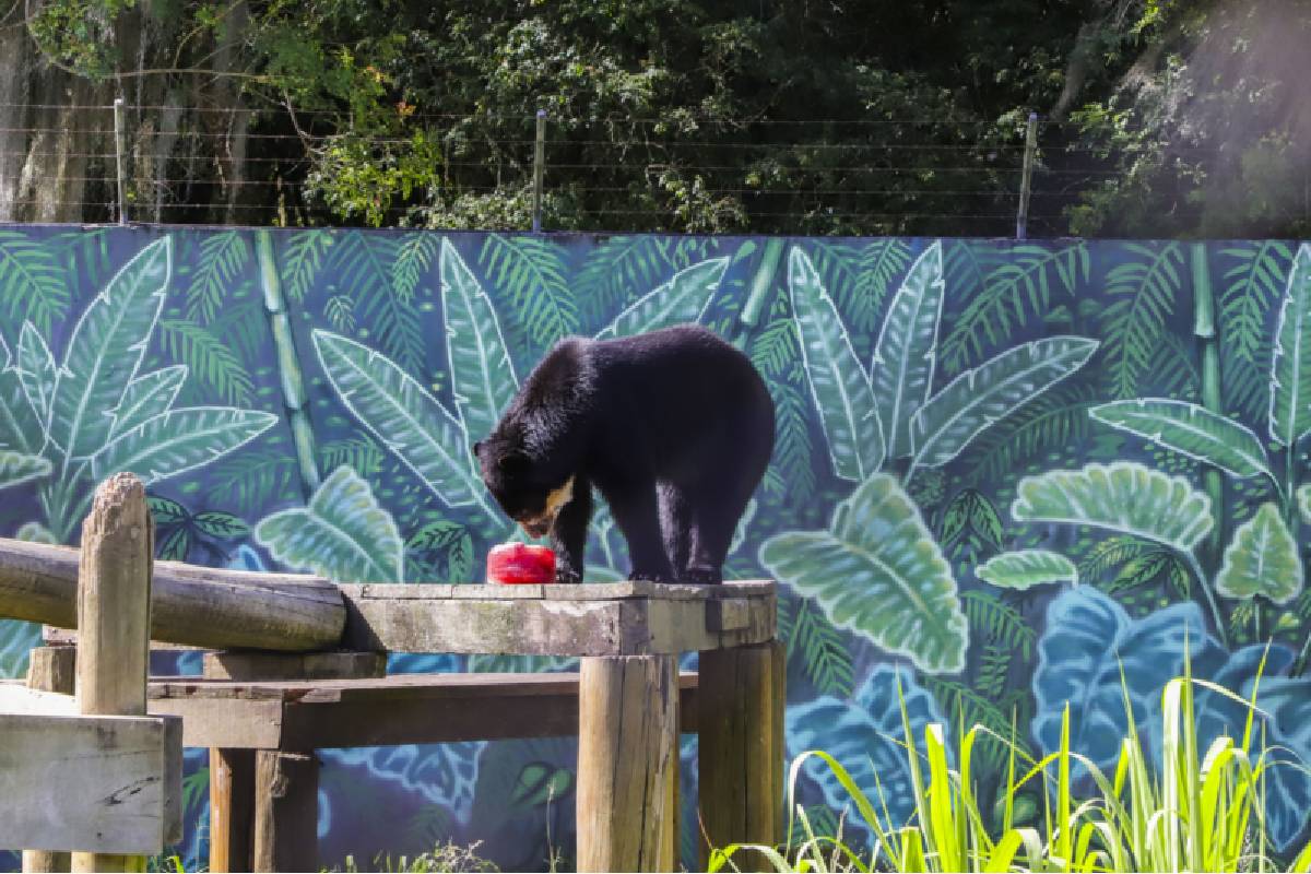 zoologico-de-curitiba-picole