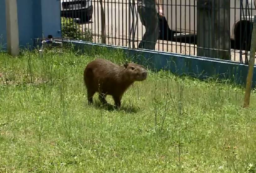 capivara-presa-em-curitiba