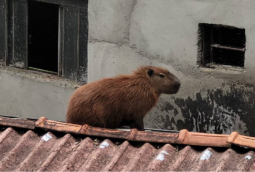 capivara-telhado