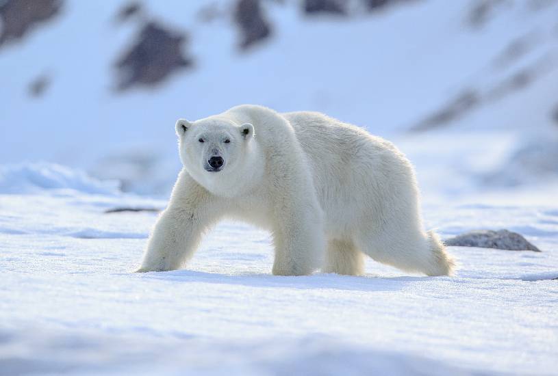 homem-luta-contra-urso-polar