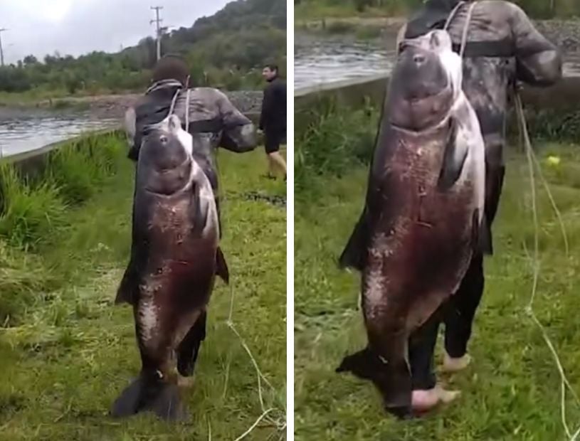 peixe-gigante-pescado