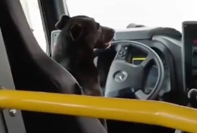 cachorro-dirigindo-onibus