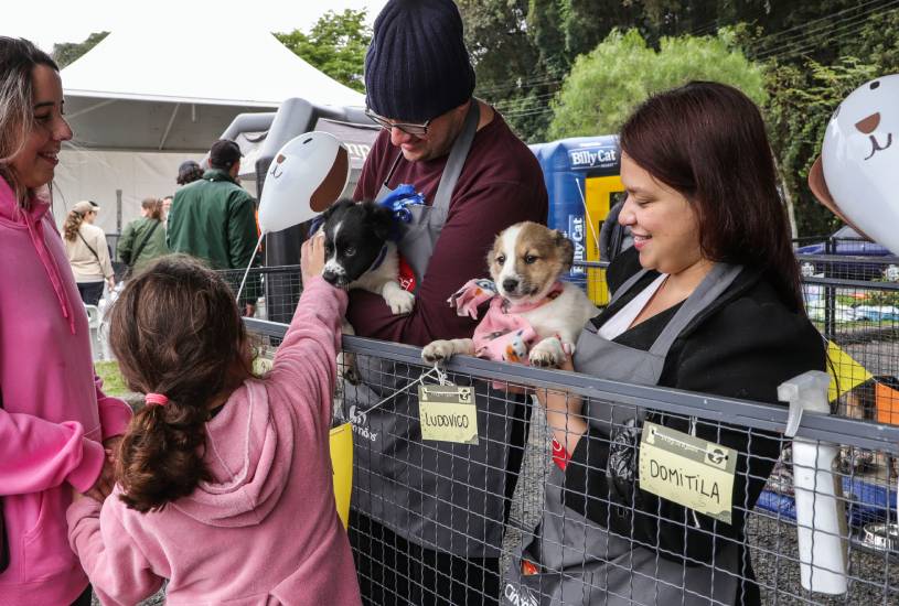adotar-cachorro-resgatado