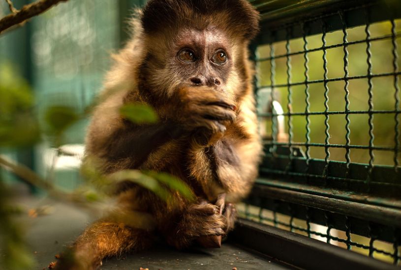 conservacao-animal-macacos-prego