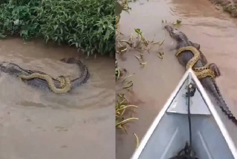 sucuri-jacare-pantanal