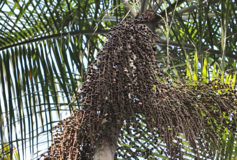acai-de-jucara-negocios-da-terra acai-de-jucara-negocios-da-terra