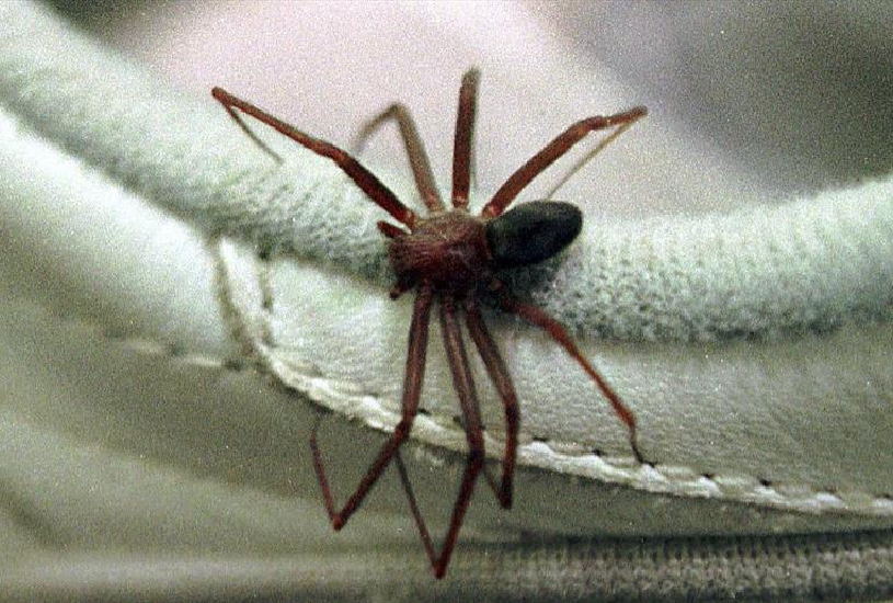 aranha-marrom-e-venenosa