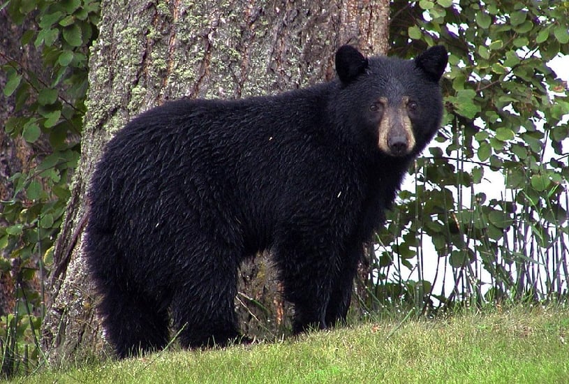 ataque-de-urso