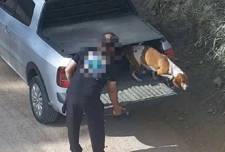 cachorra-abandonada cachorra-abandonada