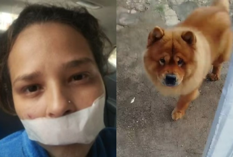 cachorro-eutanasia