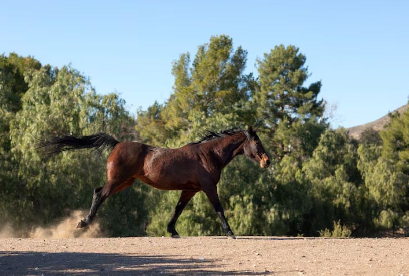 cavalo-solto-na-rodovia