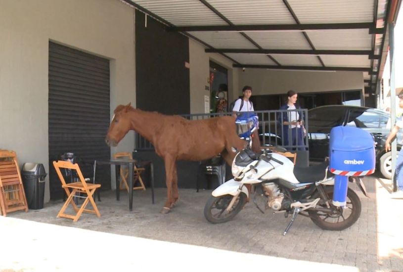 egua-pet-shop