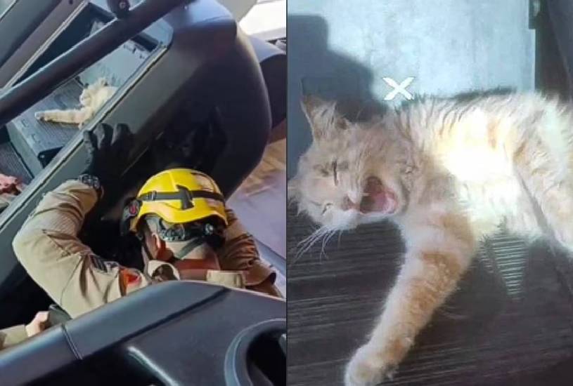 gato-academia