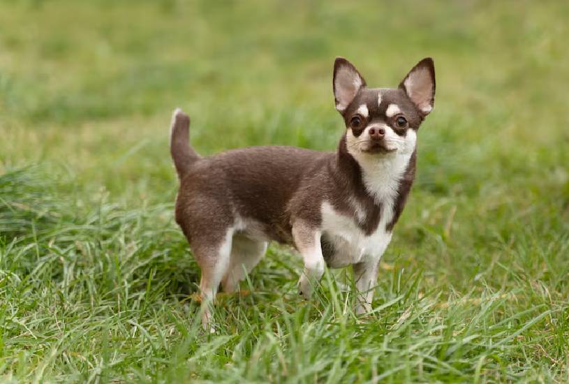 homem-preso-cachorro