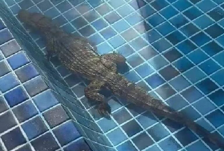 jacare-na-piscina jacare-na-piscina