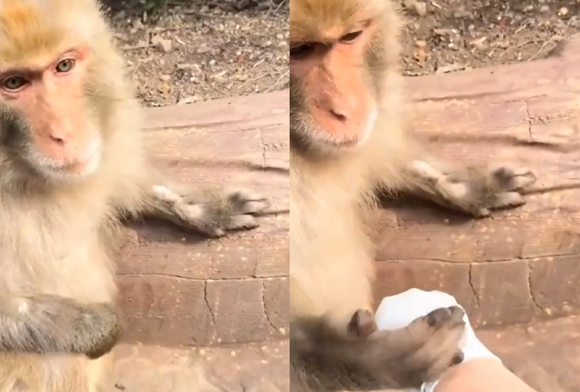 macaco-doutor