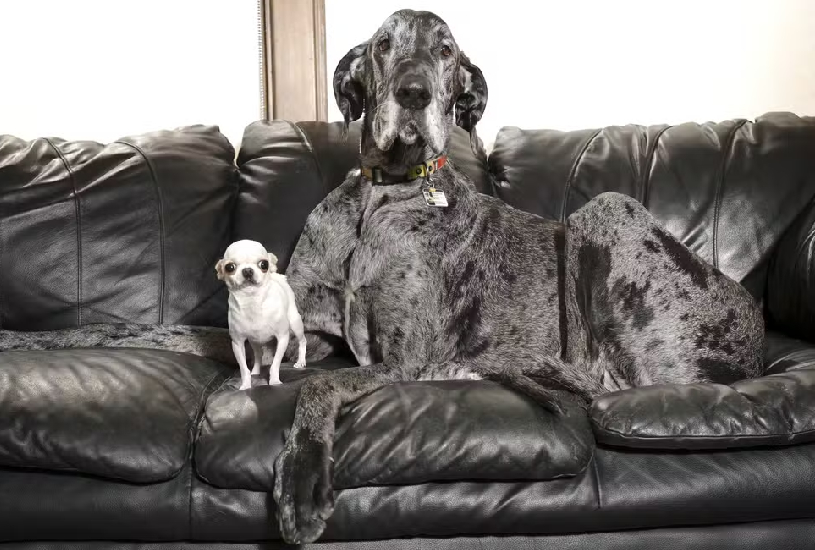 maior-cachorro-mundo