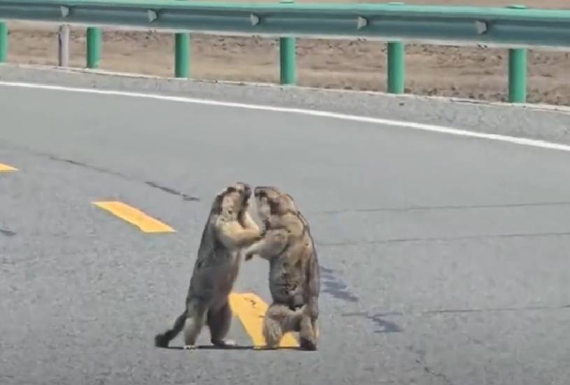 marmota-brigando