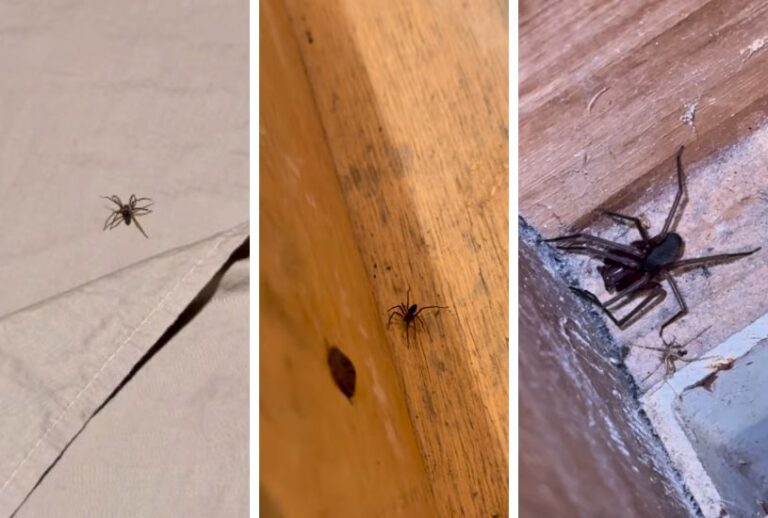 ninho-aranha-marrom-quarto-alugado ninho-aranha-marrom-quarto-alugado